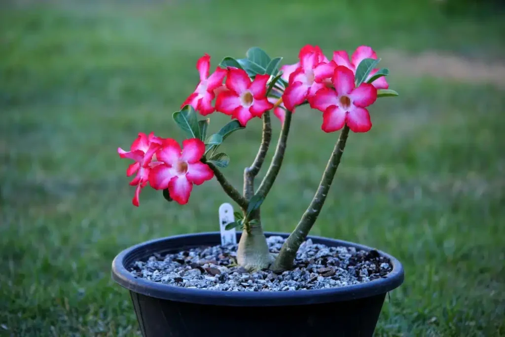 Plantas para um jardim ensolarado