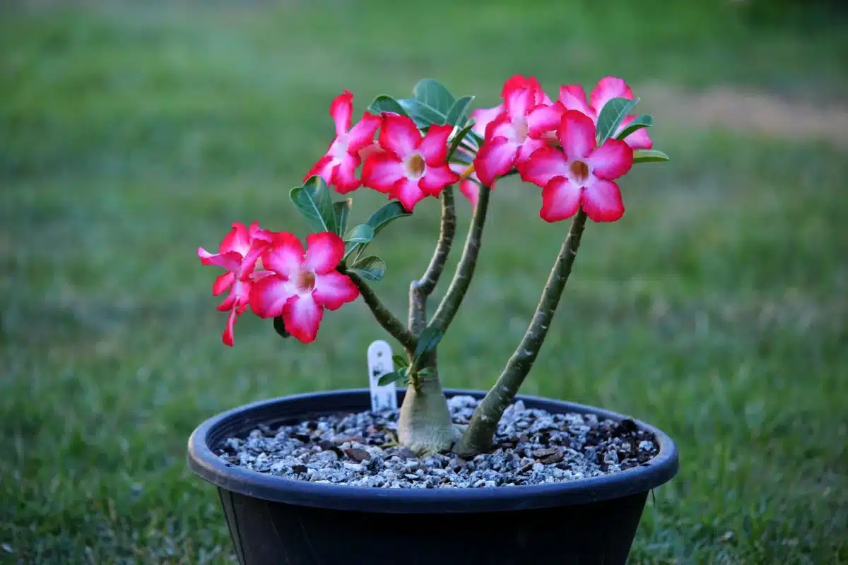 plantas para um jardim